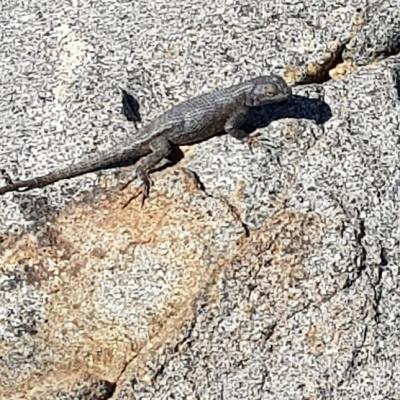 Wildlife3